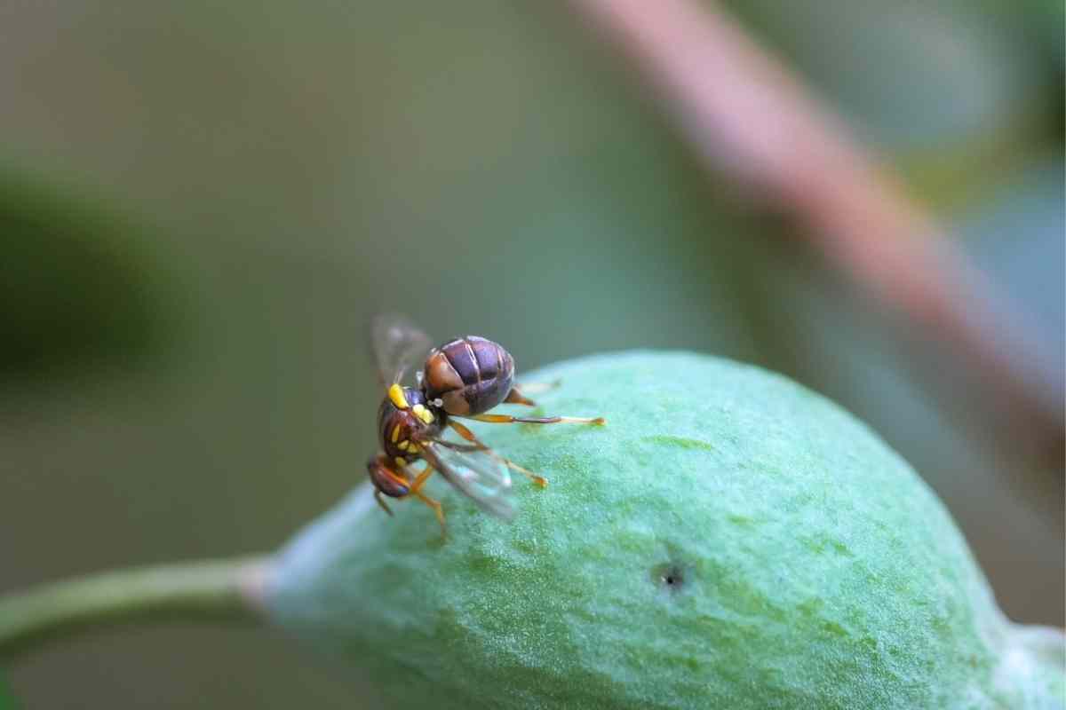 controlling-queensland-fruit-fly-in-home-gardens-the-seed-collection